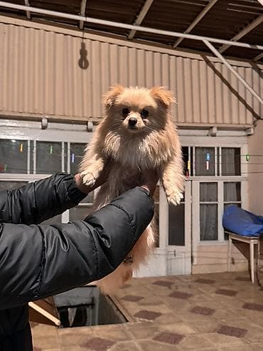 tuklu itler: Şpitz, 1 il, Erkek, Peyvəndli — 8