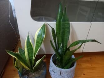 гул койгуч: Dekor güllər — 1