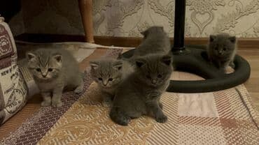 кот для вязки: Британская, Самец, Самка, Самовывоз — 8