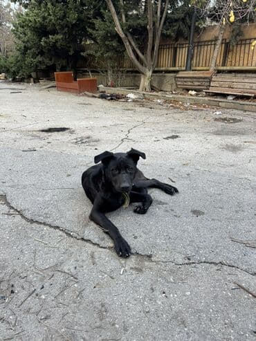 ingilis setteri it cinsi digər adı: Erkek — 3