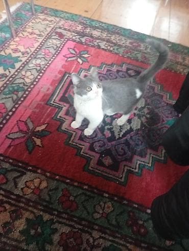 pişik daşıma: Yaxşı əllərə — 2