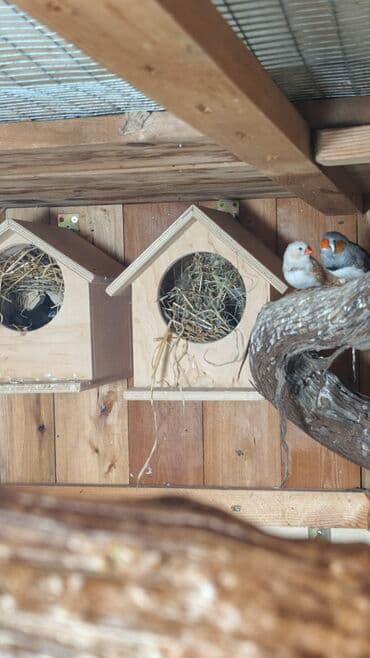 amadin yuvası: Zebra ispinozları (Taeniopygia guttata) – müxtəlif rəng mutasiyaları — 6