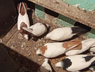 ucuz göyərçinlər: Qırmızı boyun qırmızı quyruq 2 eded ikisidə qızğın erkek,Sarı boyun — 4