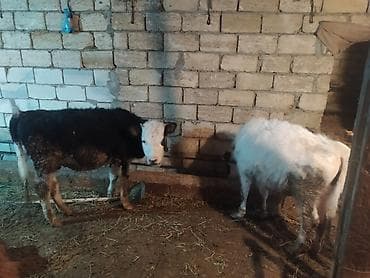 inek od dasi: Ala erkek dana təcili satılır öz qapının sağlam heyvanidir fikir ciddi — 3