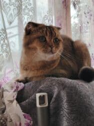 Britan, Erkək, Cütləşmə üçün, Ödənişli çatdırılma