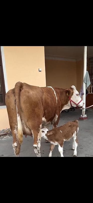 inək sagan: Simental tipli inək və balası - Cins: Simental tipli, qırmızı-ağ rəng — 7