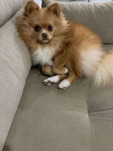 Gəmiricilər: Şpitz — 7