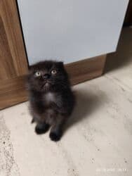 pişik şekileri: Şotland yastı qulaq, Dişi, Pulsuz çatdırılma — 11