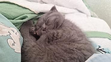 Pişiklər: Şotland yastı qulaq — 8