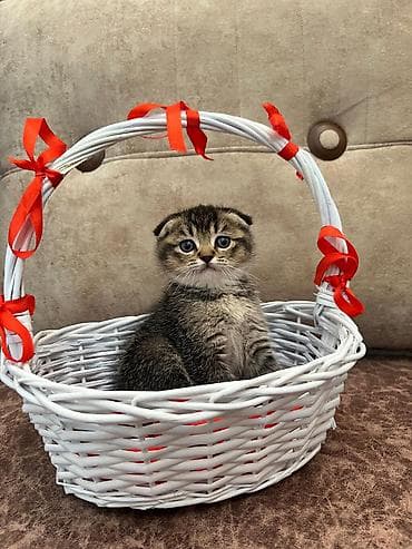 van kedisi qiymeti: Satishda olan balalarimiz Saqlam, telimli ve tehvile hazir ❤❤❤ — 10