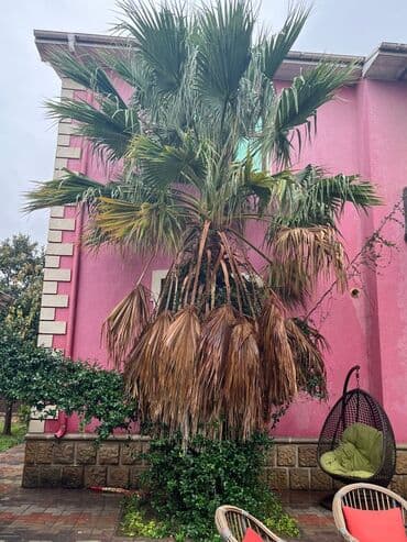 drelər: Dekorativ palma ağacı – böyük ölçülü, fan formalı yarpaqlara malik — 1