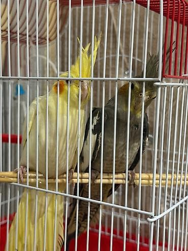 Digər quşlar: 2 dene 3 ayliq korela papuqayi satiram+qefes, yemi bir yerde 100 azn — 3
