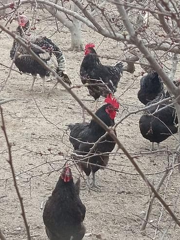 ari satişi: Toyuq, Damazlıq — 5