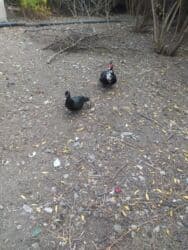 рынок животных в баку: Qiyməti razılaşma yolu ilə — 2