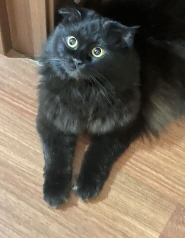 pulsuz verilir: Şotland, Erkək, Yaxşı əllərə, Pulsuz çatdırılma — 4