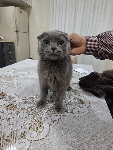 pişiy adları: Şotland, Dişi, Yaxşı əllərə, Ünvandan götürmə — 4