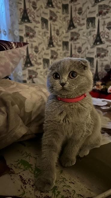 pişik pulsuz: Şotland, Dişi, Pulsuz çatdırılma — 3