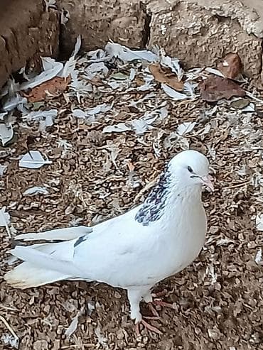 Кошки: Qiymət hamısına aitdir tək təkdə satılır qiymətdə razılaşmaq olar — 8