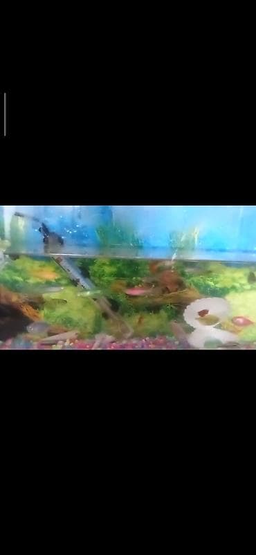 akvarium balaca: Akvaryum komplekti - Şüşə akvaryum, təxminən orta ölçü (düzbucaqlı — 3