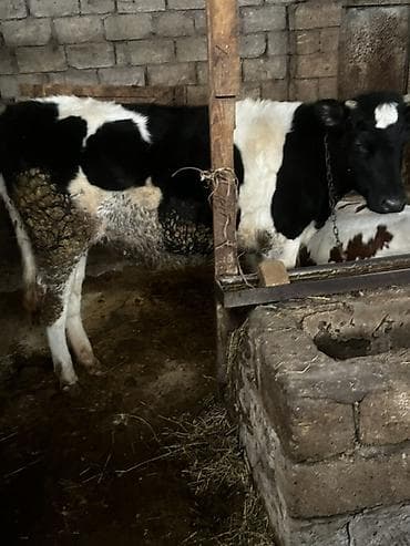 Salam damazliga ve keskiye yararli duyeler tek tekde satlir qiymet 2