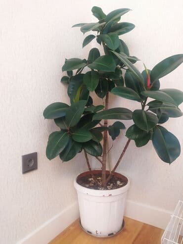 продам фикус бенджамина: Otaq bitkiləri — 1