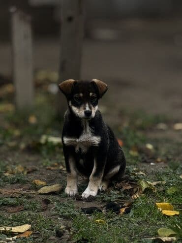 husky balaları: 3 ay, Peyvəndli — 4