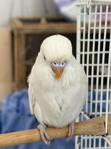 quş yuvaları: Təmiz qan çex quşlardir ve iri quşlardır
 biri 25 manat — 7