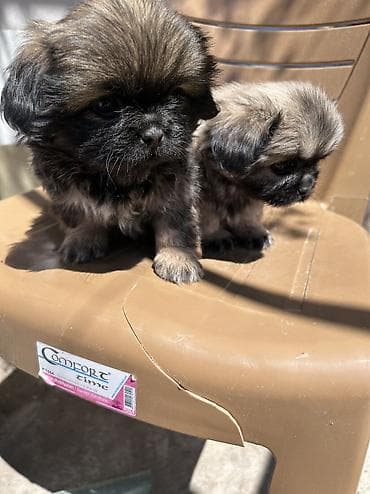 it qefesi: Pekines, 2 ay — 3