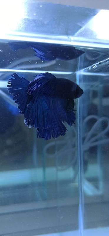 gence akvarium: Betta (Petuşok balığı), Ünvandan götürmə — 8