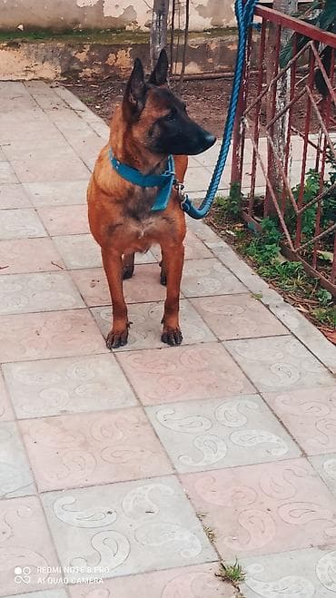 тибетский мастиф цена в баку: Бельгийская овчарка, 2 года, Самка, С прививками, Самовывоз — 10