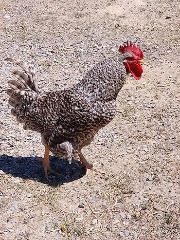 Kənd təsərrüfatı quşları: Salam Şəkildə gördüyünüz tam sağlam xoruzlar satılır cəmi 7 ədəddir — 7