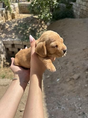 zvanok iti satışı: Koker spaniel taksa qarisigi 23 gunluk baladirlar — 8