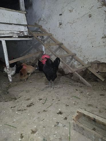 Gəmiricilər: Qara rəngli xoruz – iri cüssəli, parlaq yaşıl-qara lələklər, iri — 3