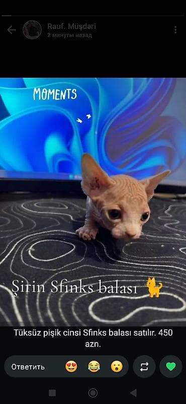 Sfinks — 2