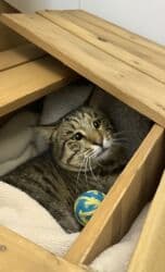 etibarlı əllərə pişik: Erkək, Yaxşı əllərə — 3