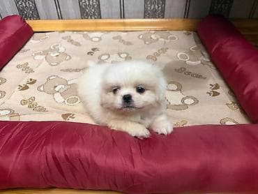 İtlər: Pekines, 1 ay, Erkek, Sənədli, Ünvandan götürmə, Pulsuz çatdırılma — 2