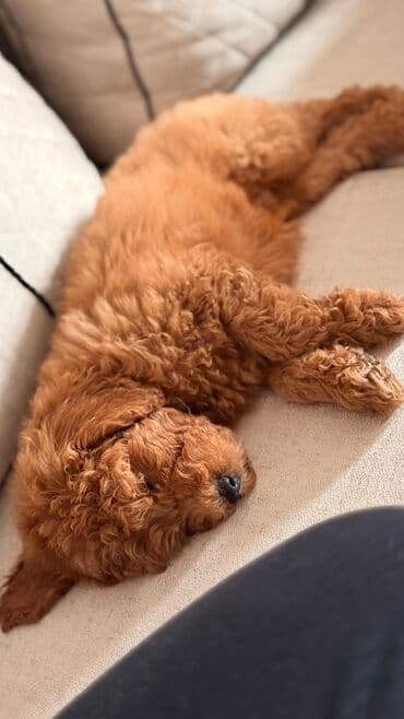 it adlari qiz: Pudel, 2 ay, Erkek, Peyvəndli — 4