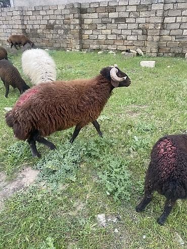 balaca meymun satisi: Mor karaman erkey 1 yaş 4 ayliq heyvan surmeyine soz ola bilmez — 4