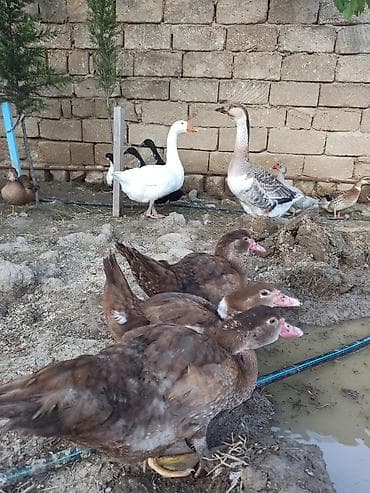 yeher satisi: 3 aylıq krasnodar balaları satılır — 1