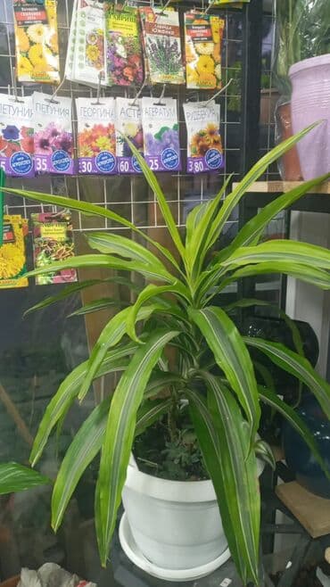 Gübrələr: Gül satsi Vathcapa yazın isdediyniz gülü ünvanda catraq Otaq gülleri — 12