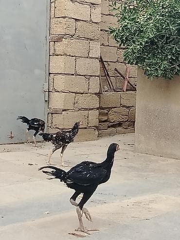 avcarka type 1: 5 ay yarım 4 dənəsi 150 azn Şəkillərdə görünən quşlar uzunayaqlı, dik — 2