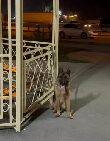 xaski itler: Alman çoban iti, 2 il, Dişi, Peyvəndli, Ünvandan götürmə — 1