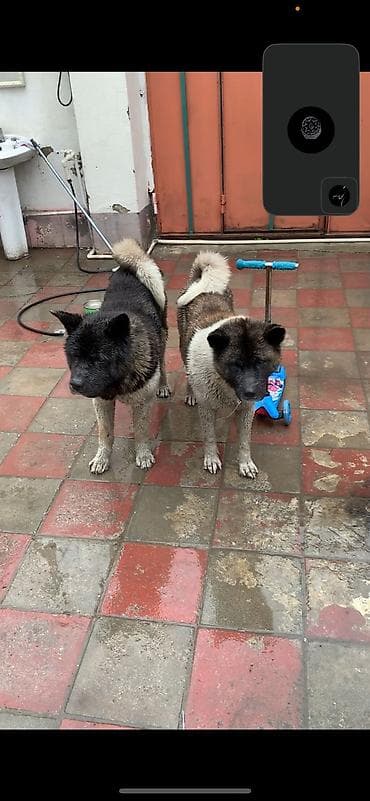 it qovan: Akita-inu — 1