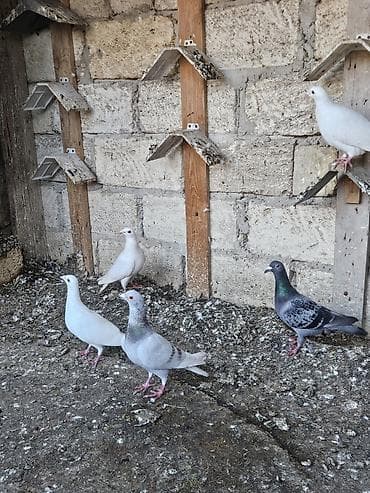 cau cau qiymeti: Drakonar hopdum satilir 20 manatdan. 9 ededi ünvan ramani gülçülük — 2