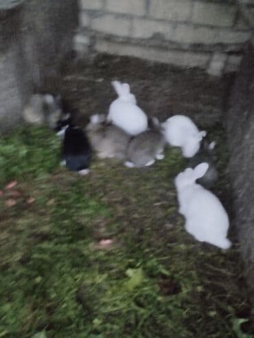 Kənd təssərüfatı avadanlığı: 300 yumurta, Rusiya, Zəmanət ilə — 4