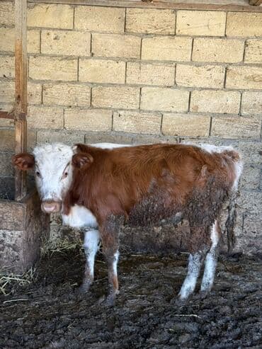 Saga cevirib bir bir ferqli simental balalarina baxa bilersiz lalafo.az -da Saga cevirib bir bir ferqli simental balalarina baxa bilersiz
