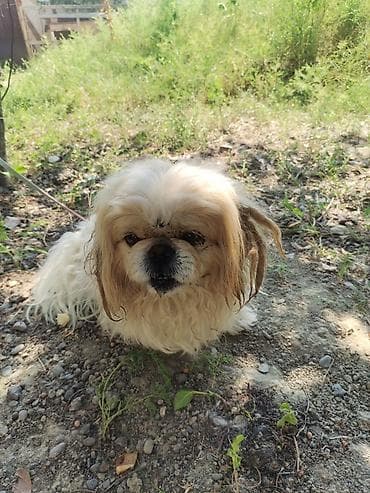 Pekines, 11 ay, Erkek, Peyvəndli, Ödənişli çatdırılma