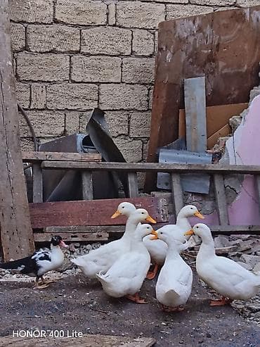 it satisi: 7 ördəydi. 1 lal ördəydi 6 sı Rasiya ördəyləridi.Şəraitim olmadığına — 2