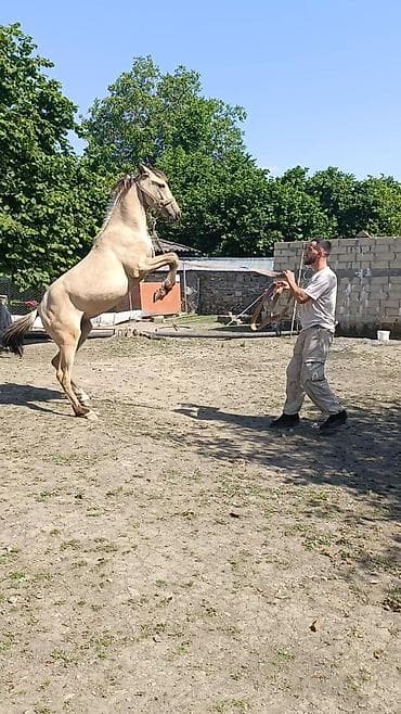 K/t heyvanları və malları: Dişi, il: 1, Rayonlara çatdırılma — 1