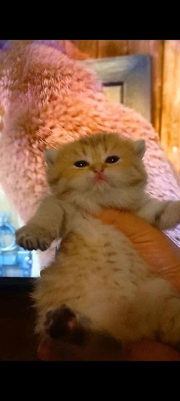 ucuz pişiy: Qızıl şinşilla, Erkək, Yaxşı əllərə, Ünvandan götürmə — 3